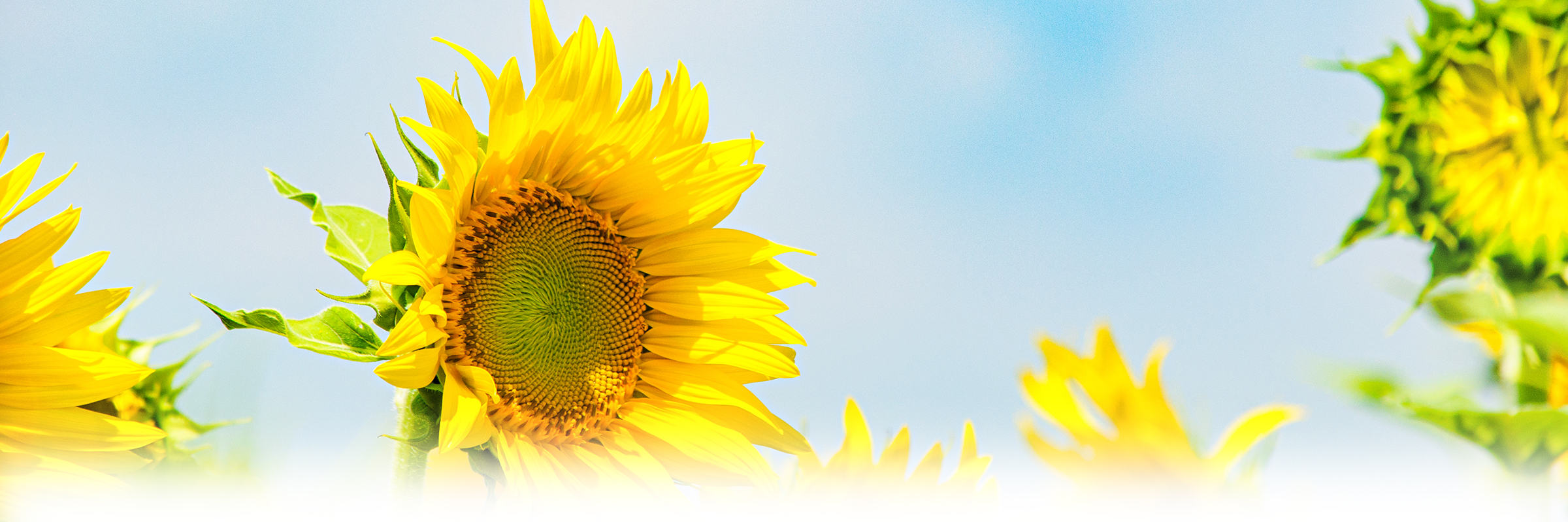 看護師 准看護師 正看護師 訪問介護 在宅看護 リハビリ